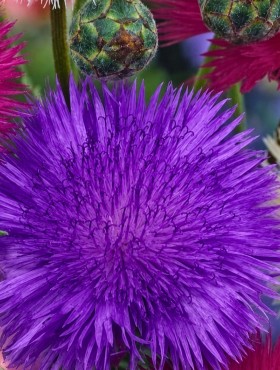 Centaurea moschata imperialis Purpurea Splendens
