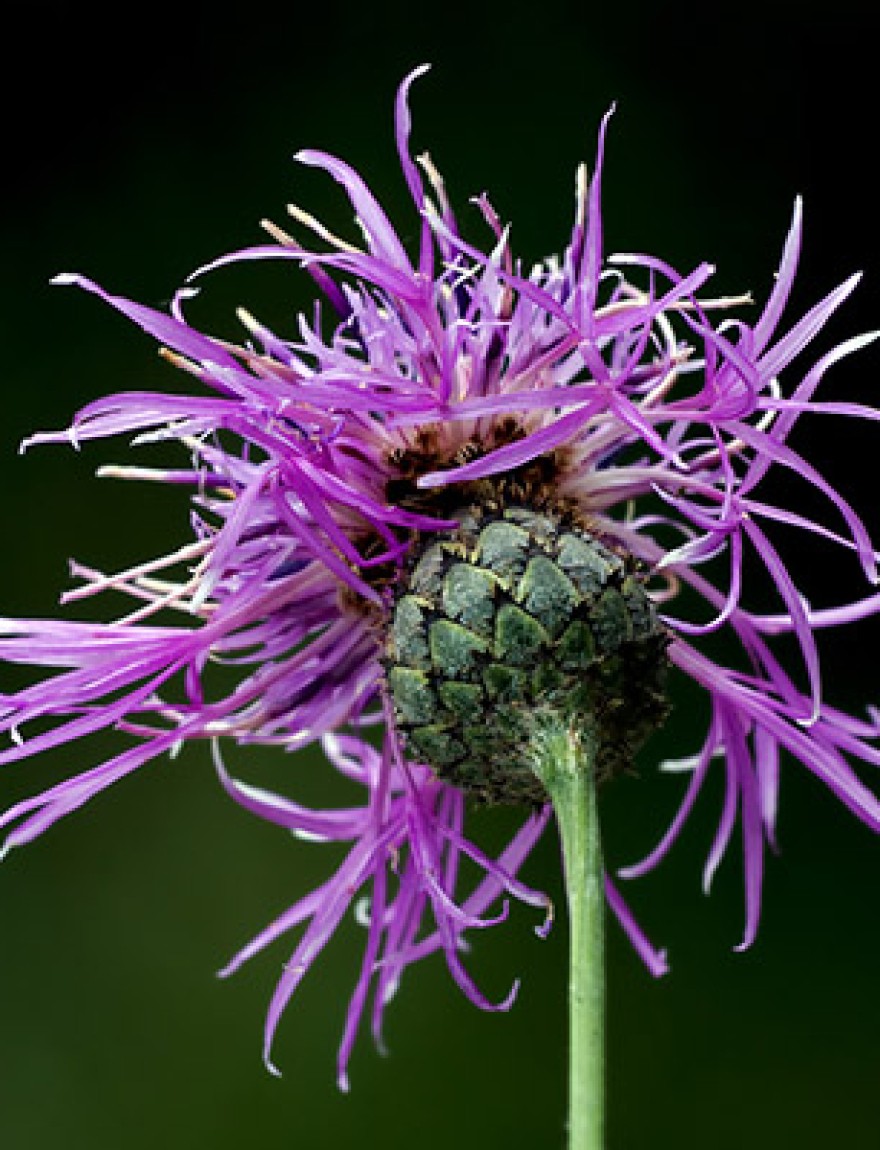 violet serratula tinctoria composite serratula cichoracea centaurea jacea centaurea scabiosa.crepris rubra crepis incarnata cirsium arvense silybum marianum onopordum illyricum.onopordum taurucum onopordumacanthium galactites tomentosa centaurea calcitrapa