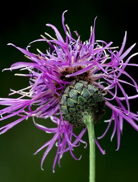 violet serratula tinctoria composite serratula cichoracea centaurea jacea centaurea scabiosa.crepris rubra crepis incarnata cirsium arvense silybum marianum onopordum illyricum.onopordum taurucum onopordumacanthium galactites tomentosa centaurea calcitrapa