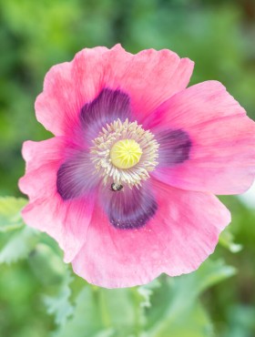 Papaver somniferum 'The Giant'