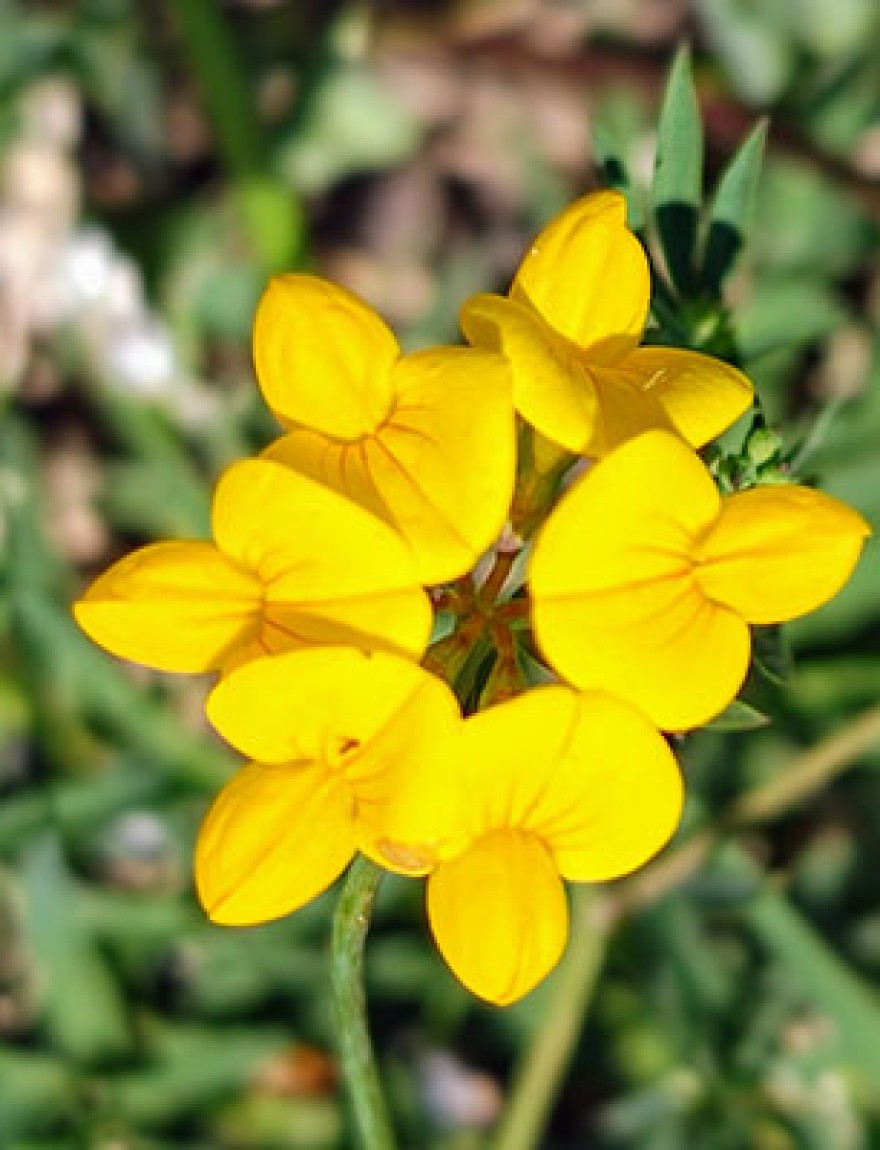 Lotus pedunculatus