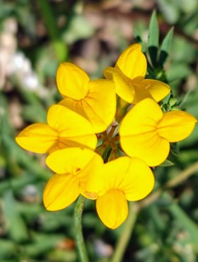 Lotus pedunculatus