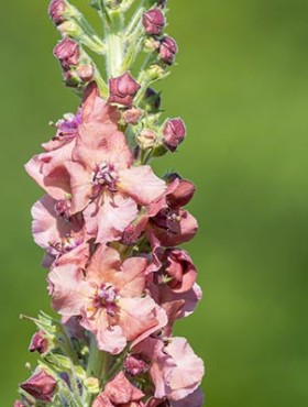 Close up of a pink verbascum flower in bloom
