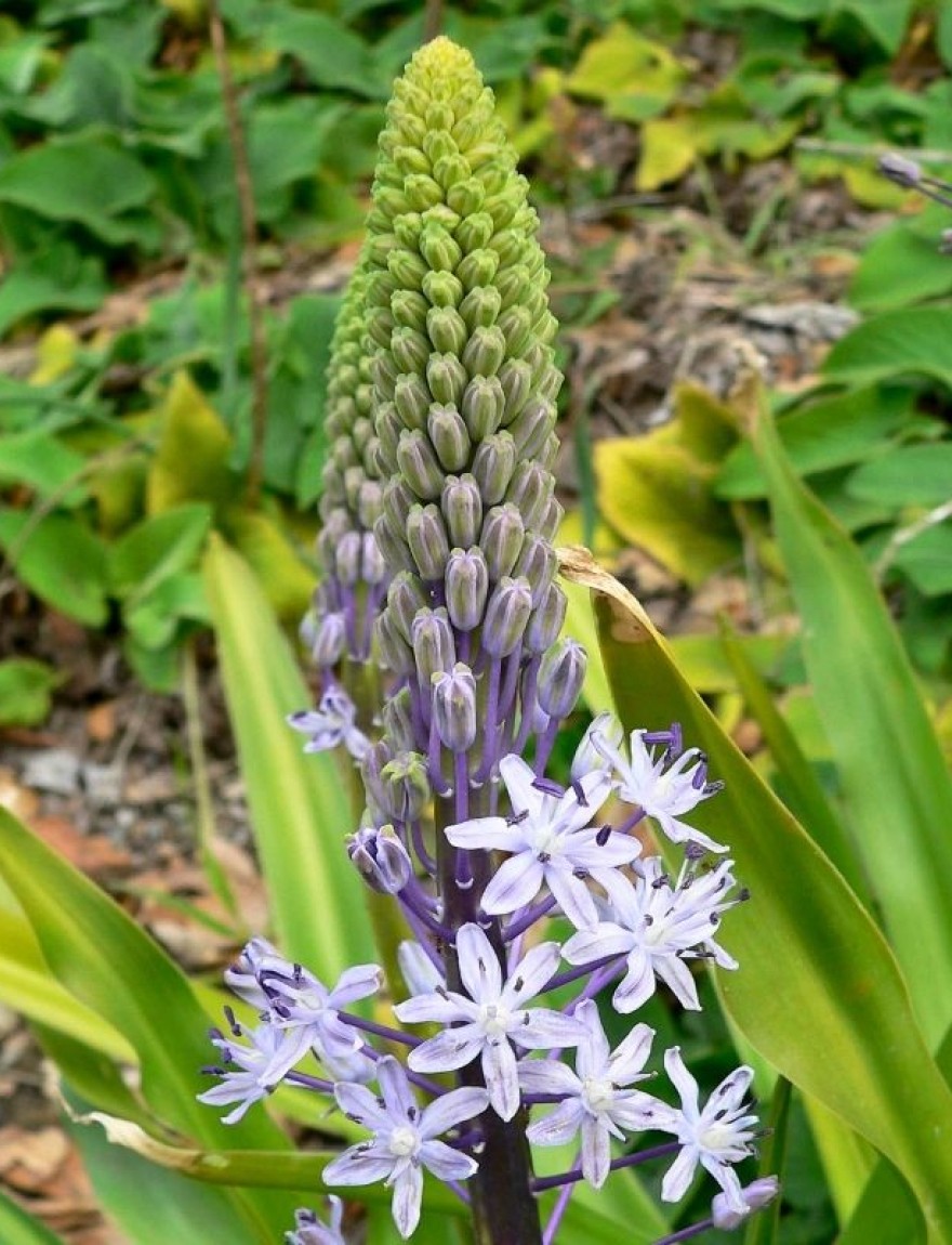 Scilla hyacinthoides / Wilde hyacint (boshyacint)