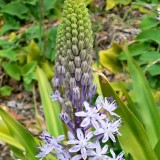 Scilla hyacinthoides / Wilde hyacint (boshyacint)