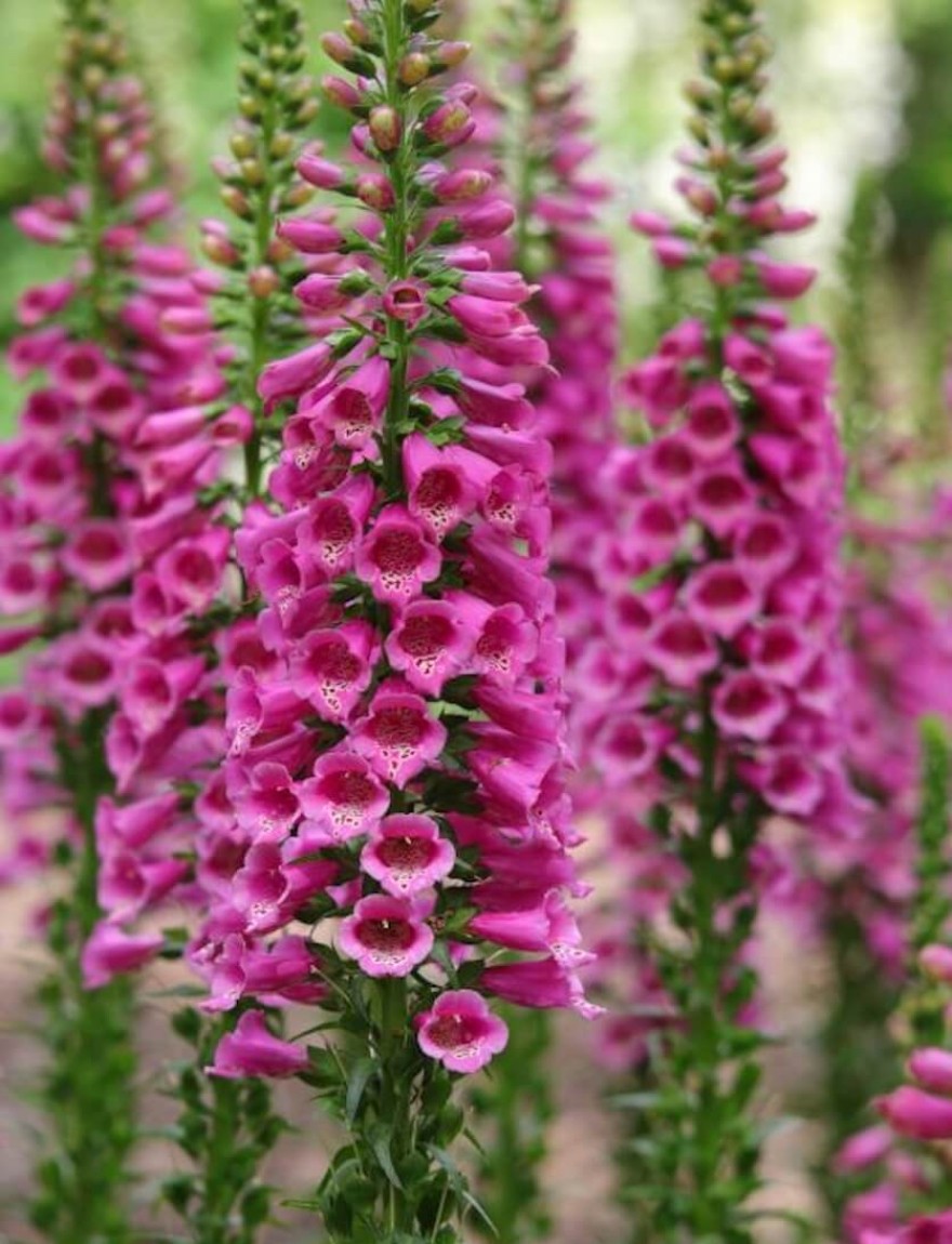 Digitalis Candy mountain