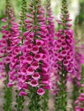 Digitalis Candy mountain