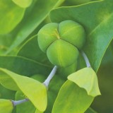 Euphorbia lathyris / kruisbladwolfsmelk
