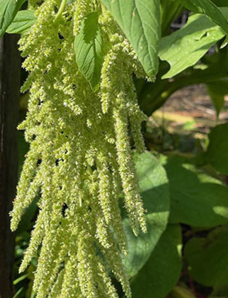 Amaranthus caudatus 'Green Viridis'