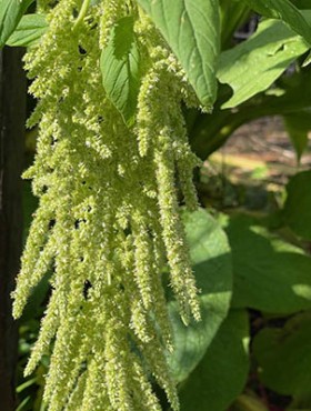 Amaranthus caudatus 'Green Viridis'