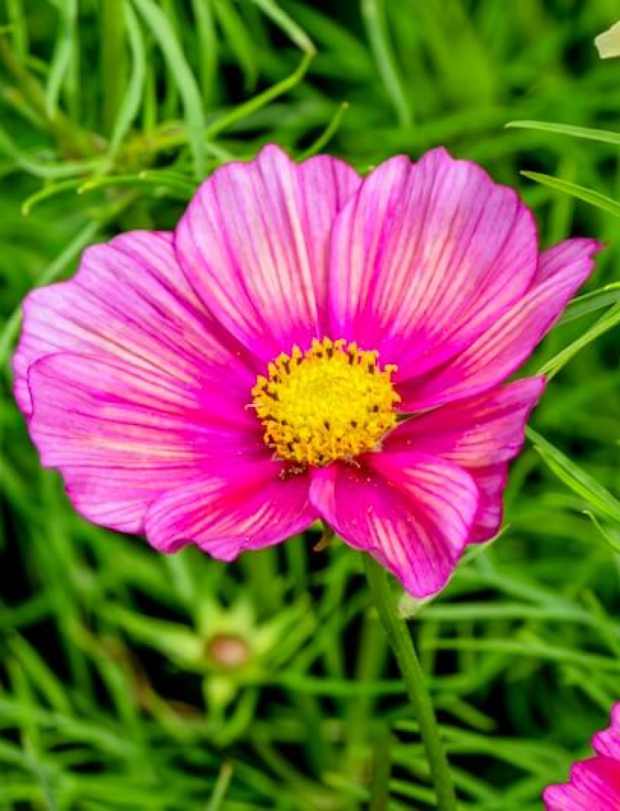 Cosmos bipinnatus Xsenia