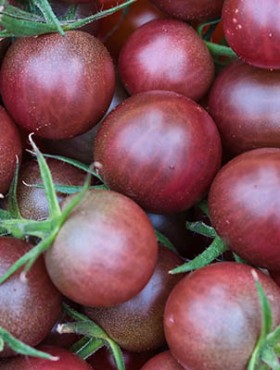Cocktail tomatoes of Black sweet cherry variety texture full frame close up, freshly harvested ripe dark red and brown fruits with green stems, food background