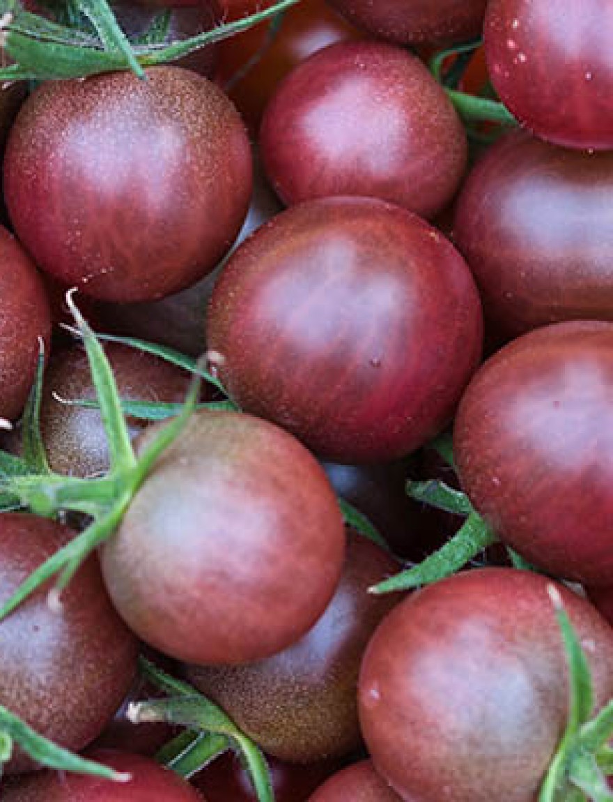 Cocktail tomatoes of Black sweet cherry variety texture full frame close up, freshly harvested ripe dark red and brown fruits with green stems, food background