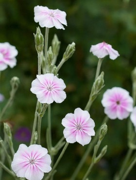 Lychnis coronaria 'Oculata'