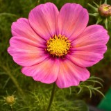 cosmos xsenia