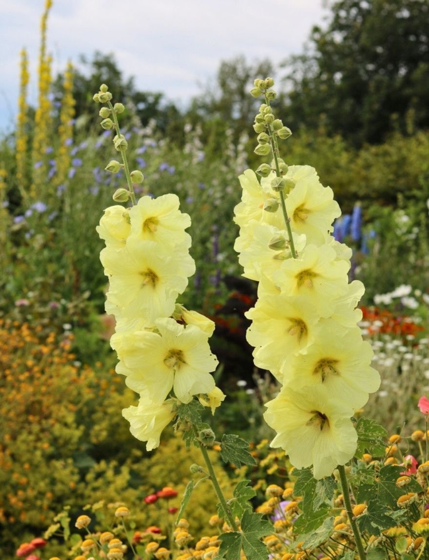 Alcea ficifolia