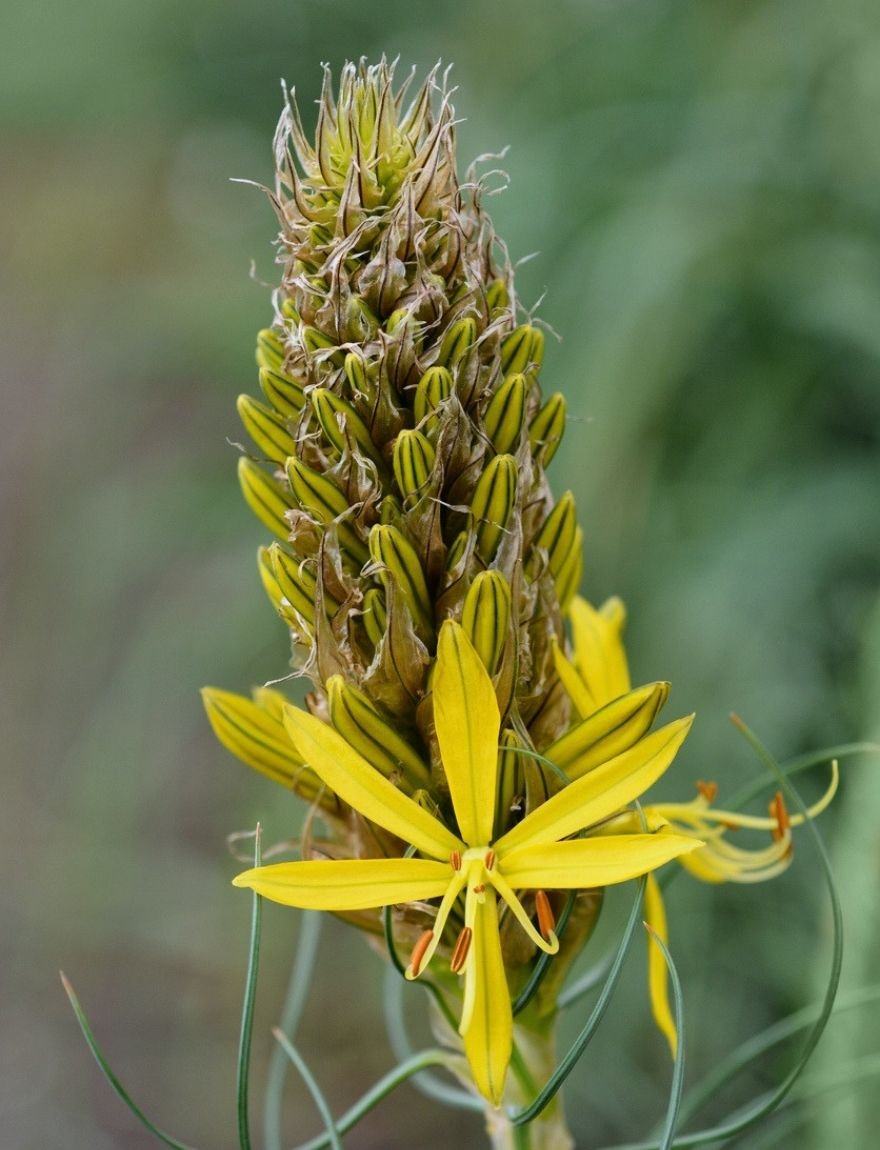 Asphodeline lutea