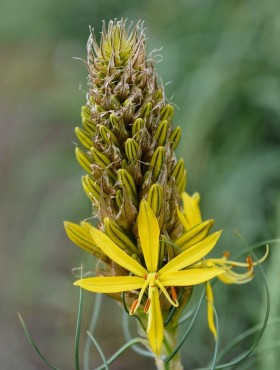 Asphodeline lutea