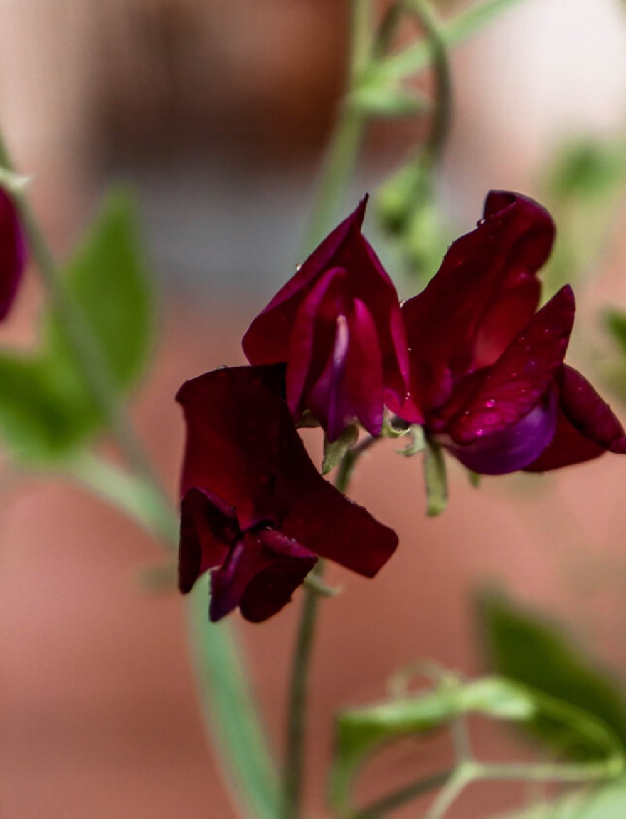 Lathyrus odoratus 'Beaujolais'