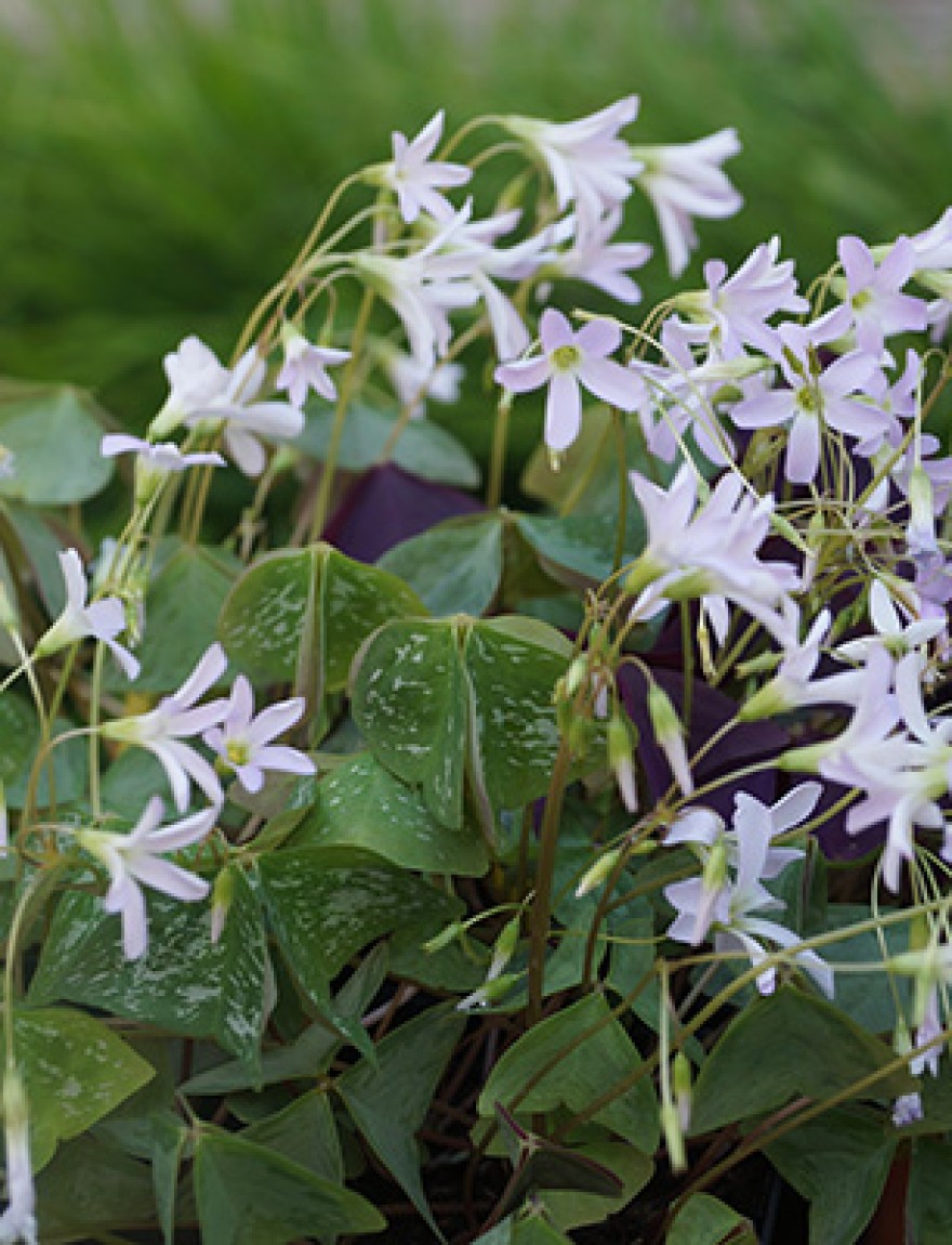 Oxalis triangularis 'Irish Mist'