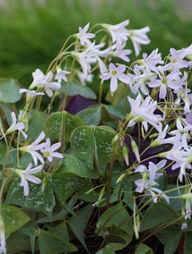 Oxalis triangularis 'Irish Mist'