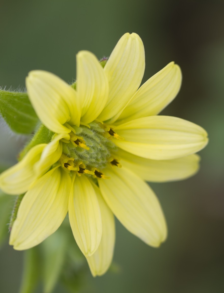 Silphium mohrii