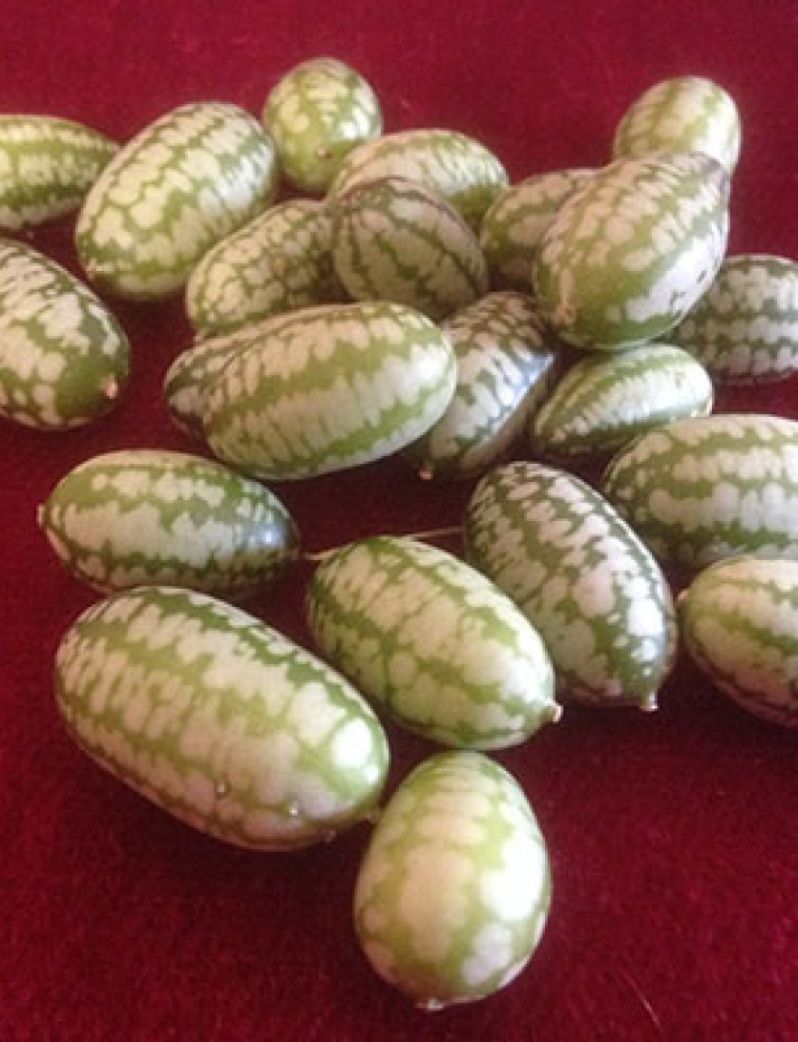 Melothria scabra