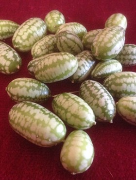 Melothria scabra