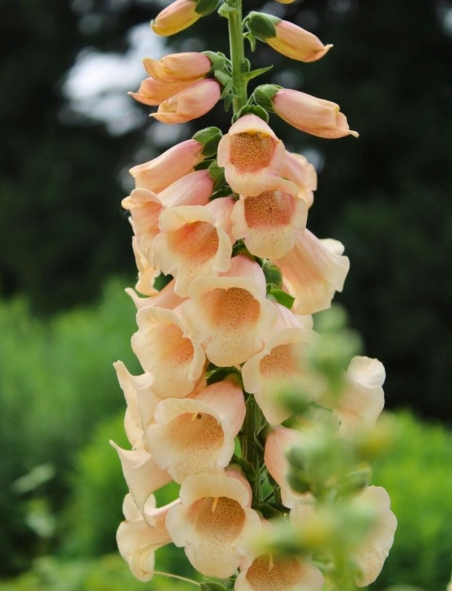 Digitalis purpurea 'Sutton's Apricot'