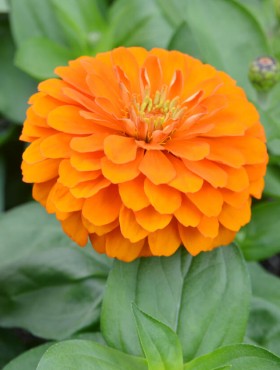 Zinnia elegans Lilliput Orange