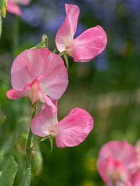 Close up of pink sweet pea (lathyrus odoratus) flowers in bloom