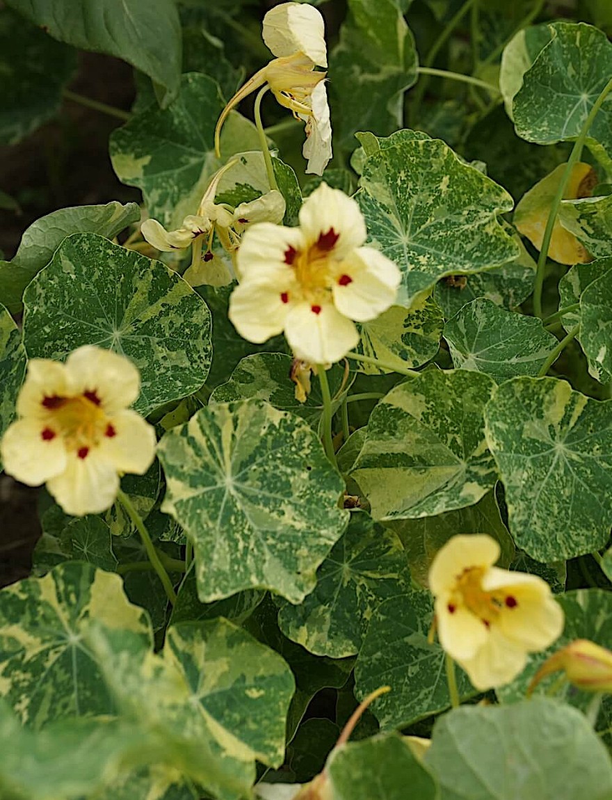 Tropaeolum Nanum 'Alaska'