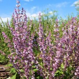 Salvia sclarea