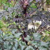 Angelica sylvestris Vicar's Mead